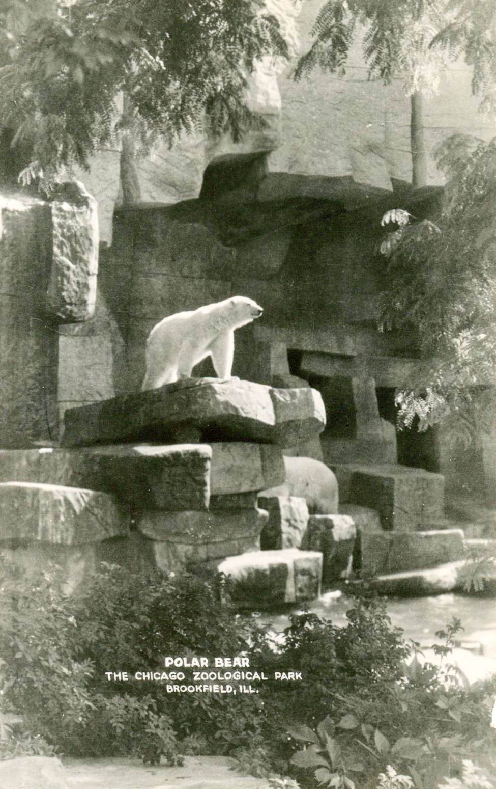 POSTCARD - CHICAGO - BROOKFIELD ZOO - CHICAGO ZOOLOGICAL PARK - POLAR BEAR AT TOP OF ROCKS - c1940