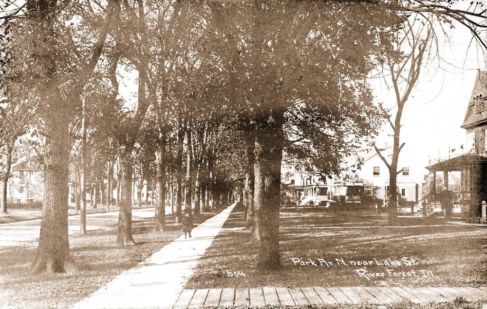 POSTCARD - CHICAGO - PARK AVE - N NEAR LAKE - RIVER FOREST - DOUBLE TREE-LINED STREET - HOMES - 1908