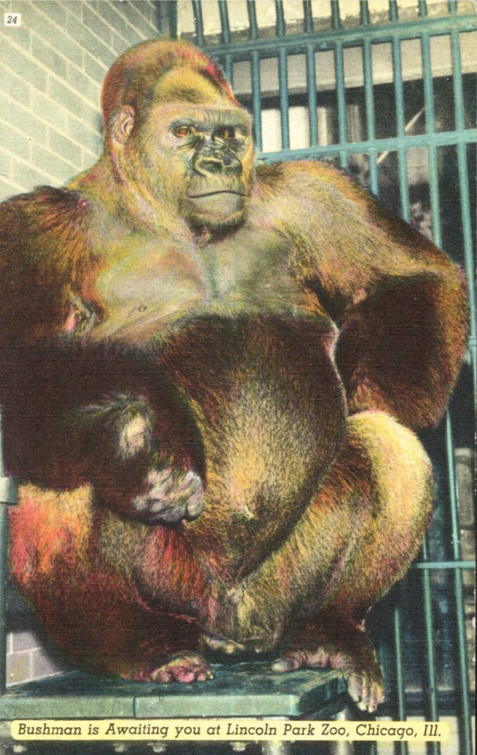 POSTCARD - CHICAGO - LINCOLN PARK ZOO - BUSHMAN SITTING IN HIS CAGE - 1951