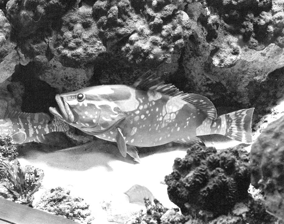 PHOTO - CHICAGO - SHEDD AQUARIUM - ONE OF THE MANY LARGE FISH TANKS - 1963