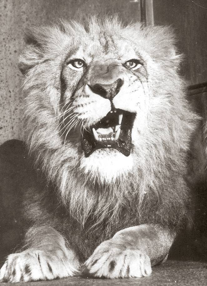 PHOTO - CHICAGO - BROOKFIELD ZOO - LION SNARLING - 1962