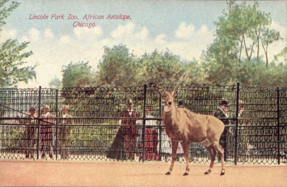 POSTCARD - CHICAGO - LINCOLN PARK ZOO - AFRICAN ANTELOPE - PEOPLE BEHIND FENCE - TINTED - c1910