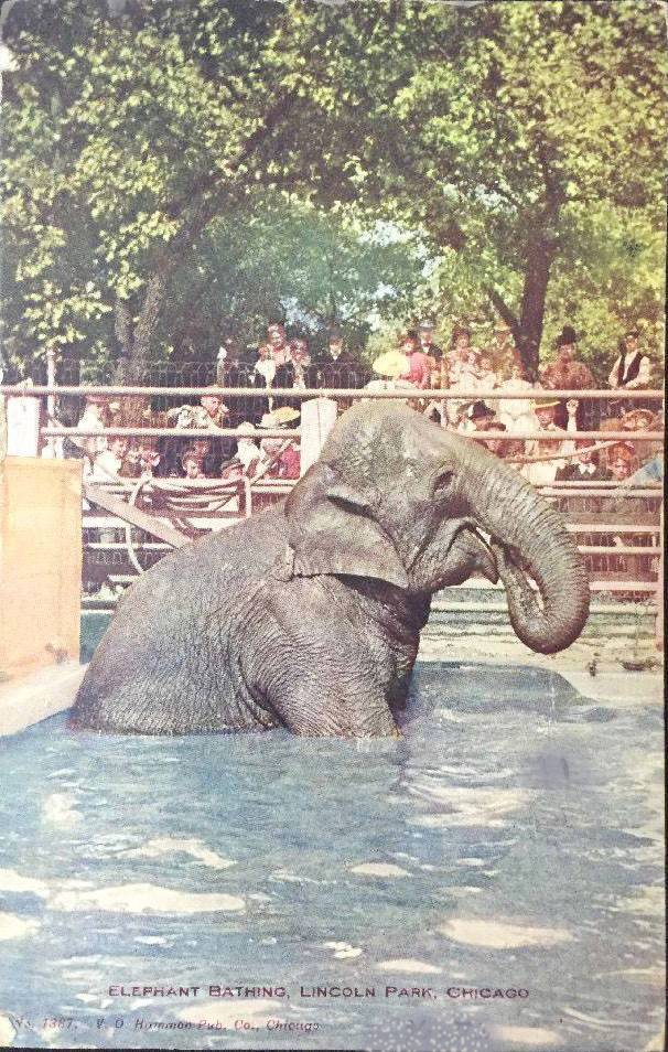 POSTCARD - CHICAGO - LINCOLN PARK ZOO - ELEPHANT BATHING - TINTED - 1908