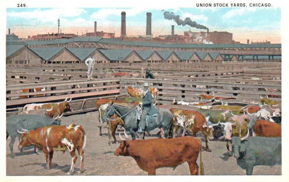 POSTCARD - CHICAGO - UNION STOCK YARDS - STEERS AND COWBOYS - ONE STANDING ON FENCE - PANORAMA VIEW - TINTED - NICE VERSION - 1910s