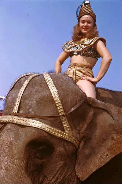 PHOTO - CHICAGO - RINGLING BROTHERS BARNUM AND BAILY - WOMAN RIDING ELEPHANT - 1940s - EDITED FROMA CHARLES CUSHMAN IMAGE