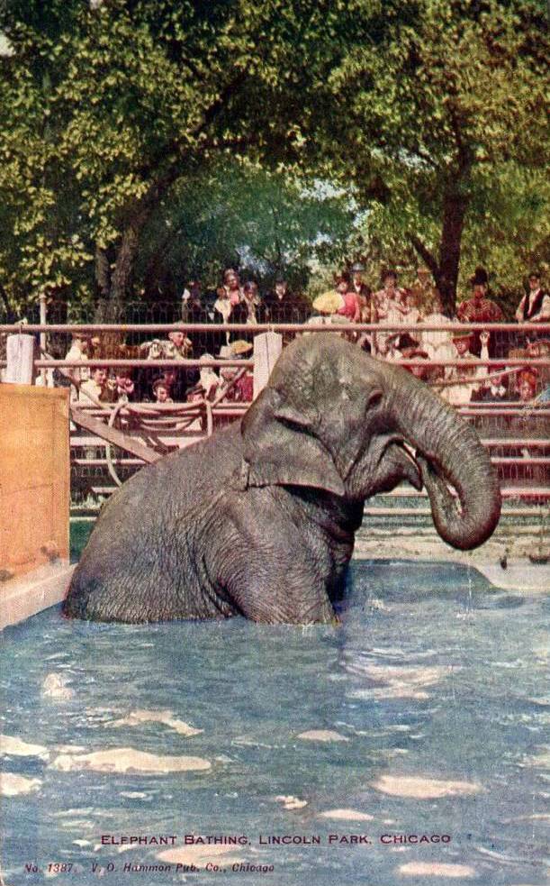 POSTCARD - CHICAGO - LINCOLN PARK ZOO - ELEPHANT BATHING IN POOL - CROWD BEHIND - TINTED - NICE VERSION - c1910